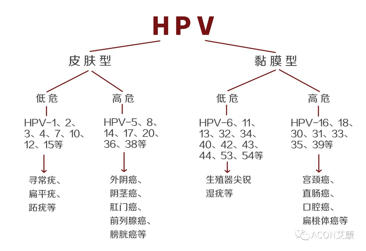 HPV疫苗有必要打嗎？二價、四價、九價要如何選擇！